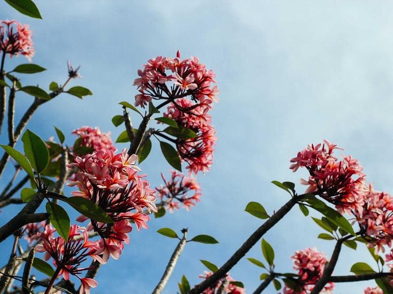 Mercado at Dawn - Acrylic and spray paint