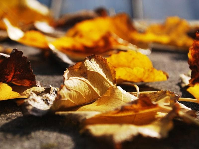 Ancestral Migration - Bronze and steel sculpture