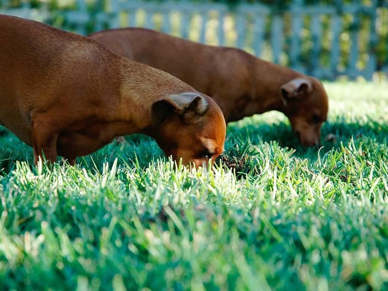 The Gathering - Welded steel sculpture